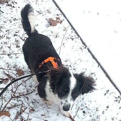 Teddy - aufgeschlossen & freundlich 🫶 / Reserviert, Mischling Welpen - Rüde