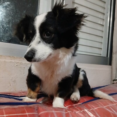 Teddy - aufgeschlossen & freundlich 🫶 / Vorgemerkt, Mischling Welpen - Rüde