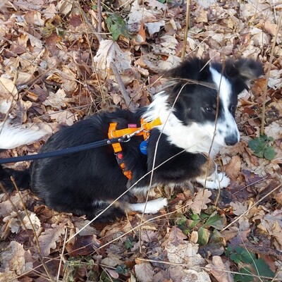 Teddy - aufgeschlossen & freundlich 🫶 / Vorgemerkt, Mischling Welpen - Rüde
