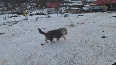 Teddy sucht Menschen mit Herz und Geduld, Mioritic - Mischling Welpen - Rüde