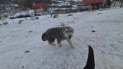 Teddy sucht Menschen mit Herz und Geduld, Mioritic - Mischling Welpen - Rüde