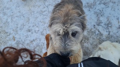 Teddy sucht Menschen mit Herz und Geduld, Mioritic - Mischling Welpen - Rüde
