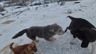 Teddy sucht Menschen mit Herz und Geduld, Mioritic - Mischling Welpen - Rüde