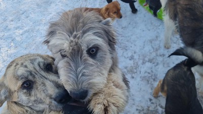Teddy sucht Menschen mit Herz und Geduld, Mioritic - Mischling Welpen - Rüde