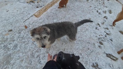 Teddy sucht Menschen mit Herz und Geduld, Mioritic - Mischling Welpen - Rüde