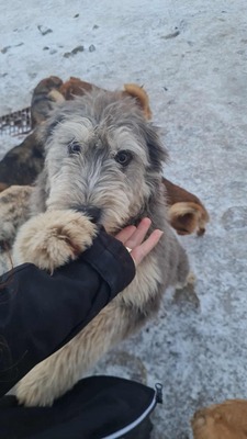Teddy sucht Menschen mit Herz und Geduld