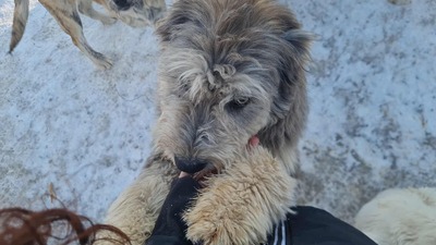 Teddy sucht Menschen mit Herz und Geduld, Mischling Welpen - Rüde