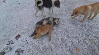 Teddy sucht Menschen mit Herz und Geduld, Mischling Welpen - Rüde