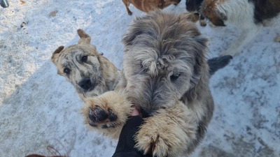 Teddy sucht Menschen mit Herz und Geduld, Mischling Welpen - Rüde