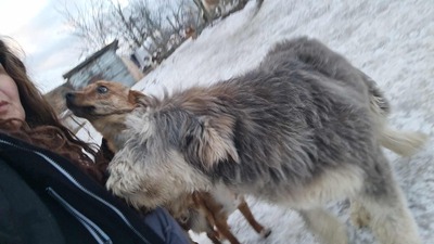 Teddy sucht Menschen mit Herz und Geduld, Mischling Welpen - Rüde