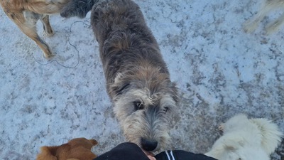 Teddy sucht Menschen mit Herz und Geduld, Mischling Welpen - Rüde