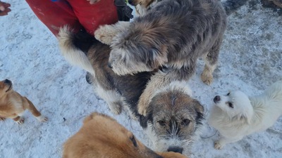 Teddy sucht Menschen mit Herz und Geduld, Mischling Welpen - Rüde