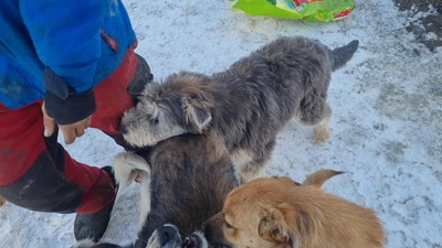 Teddy sucht Menschen mit Herz und Geduld, Mischling Welpen - Rüde
