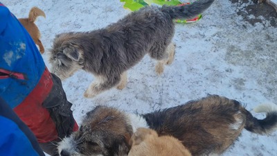 Teddy sucht Menschen mit Herz und Geduld, Mischling Welpen - Rüde