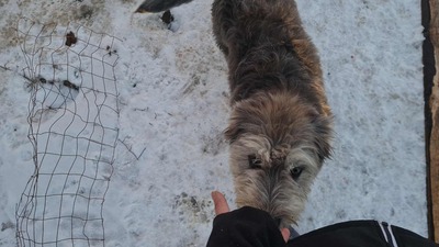 Teddy sucht Menschen mit Herz und Geduld, Mischling Welpen - Rüde