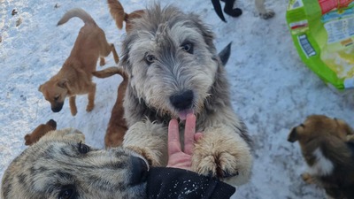 Teddy sucht Menschen mit Herz und Geduld, Mischling Welpen - Rüde