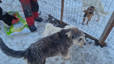 Teddy sucht Menschen mit Herz und Geduld, Mischling Welpen - Rüde