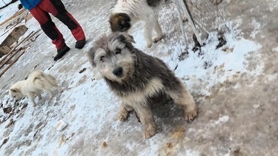 Teddy sucht Menschen mit Herz und Geduld, Mischling Welpen - Rüde