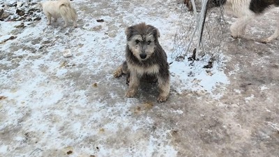 Teddy sucht Menschen mit Herz und Geduld, Mischling Welpen - Rüde