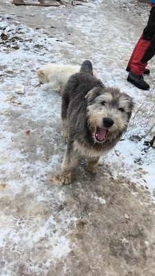 Teddy sucht Menschen mit Herz und Geduld, Mischling Welpen - Rüde
