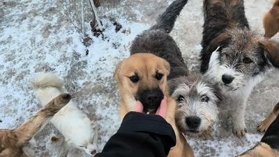 Teddy sucht Menschen mit Herz und Geduld, Mischling Welpen - Rüde