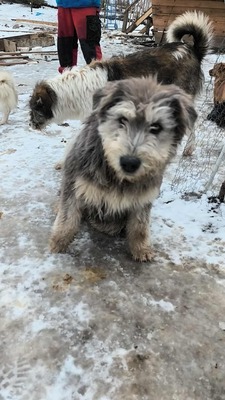 Teddy sucht Menschen mit Herz und Geduld, Mischling Welpen - Rüde