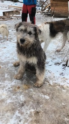 Teddy sucht Menschen mit Herz und Geduld, Mischling Welpen - Rüde