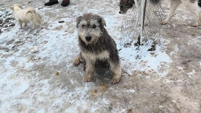 Teddy sucht Menschen mit Herz und Geduld, Mischling Welpen - Rüde