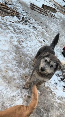 Teddy sucht Menschen mit Herz und Geduld, Mischling Welpen - Rüde