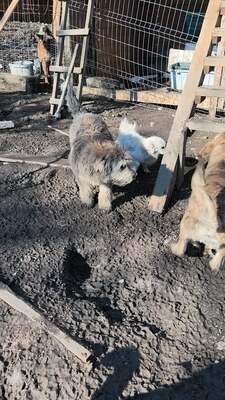 Teddy sucht Menschen mit Herz und Geduld, Mischling Welpen - Rüde