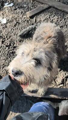 Teddy sucht Menschen mit Herz und Geduld, Mischling Welpen - Rüde