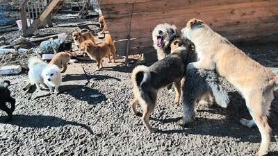 Teddy sucht Menschen mit Herz und Geduld, Mischling Welpen - Rüde