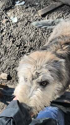 Teddy sucht Menschen mit Herz und Geduld, Mischling Welpen - Rüde