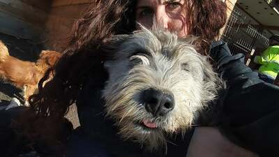 Teddy sucht Menschen mit Herz und Geduld, Mischling Welpen - Rüde