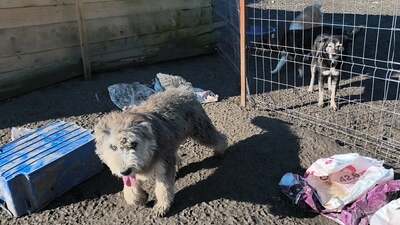 Teddy sucht Menschen mit Herz und Geduld, Mischling Welpen - Rüde