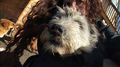 Teddy sucht Menschen mit Herz und Geduld, Mischling Welpen - Rüde