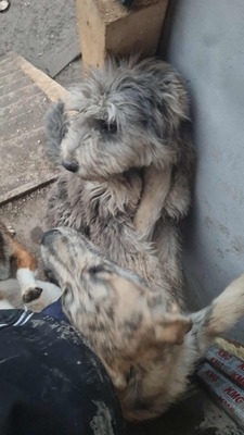 Teddy sucht Menschen mit Herz und Geduld, Mischling Welpen - Rüde