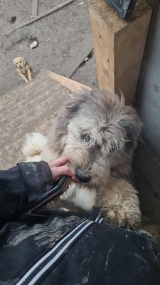 Teddy sucht Menschen mit Herz und Geduld, Mischling Welpen - Rüde