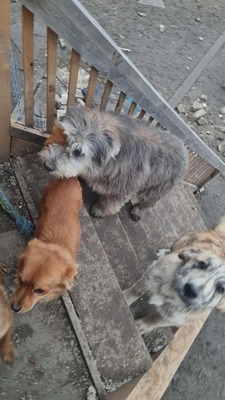 Teddy sucht Menschen mit Herz und Geduld, Mischling Welpen - Rüde