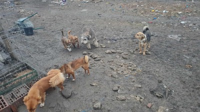 Teddy sucht Menschen mit Herz und Geduld, Mischling Welpen - Rüde