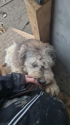 Teddy sucht Menschen mit Herz und Geduld, Mischling Welpen - Rüde