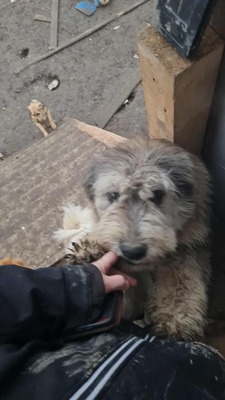 Teddy sucht Menschen mit Herz und Geduld, Mischling Welpen - Rüde