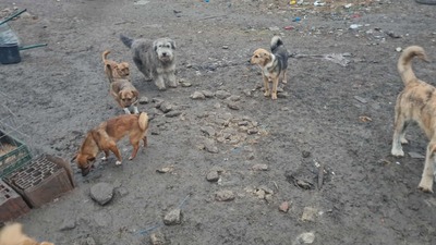 Teddy sucht Menschen mit Herz und Geduld, Mischling Welpen - Rüde