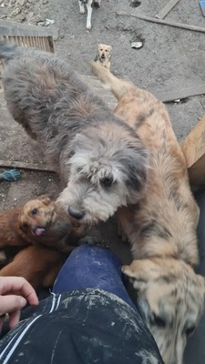 Teddy sucht Menschen mit Herz und Geduld, Mischling Welpen - Rüde