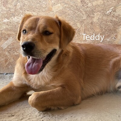 Teddy sucht hundeerfahrenes Zuhause, Mischling - Rüde