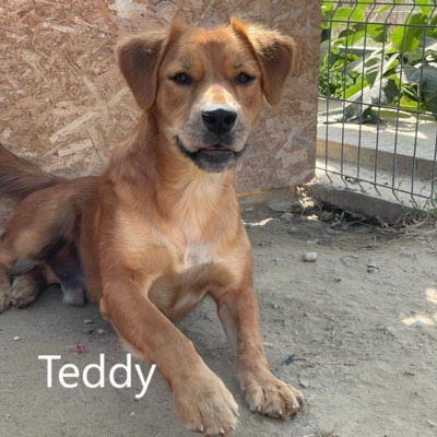 Teddy sucht hundeerfahrenes Zuhause, Mischling - Rüde