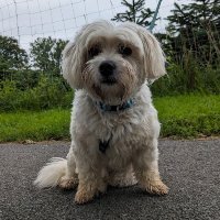 Tedy, Malteser Mischling - Rüde