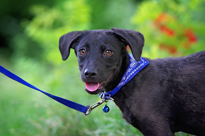 Teemo, Mischling Welpen - Rüde