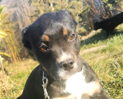 Tepertö auf der Suche nach dem eigenen Körbchen, Rottweiler-Dackel-Mischling Welpen - Rüde