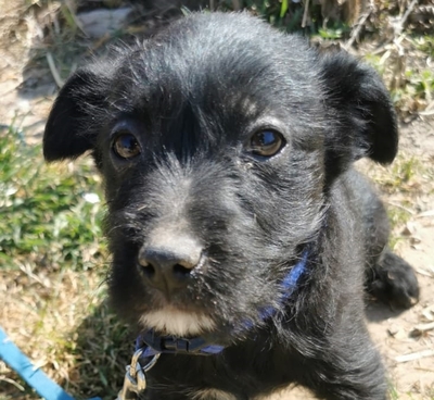 Tepsi möchte gerne ein eigenes Körbchen haben, Bichon-Mischling Welpen - Rüde